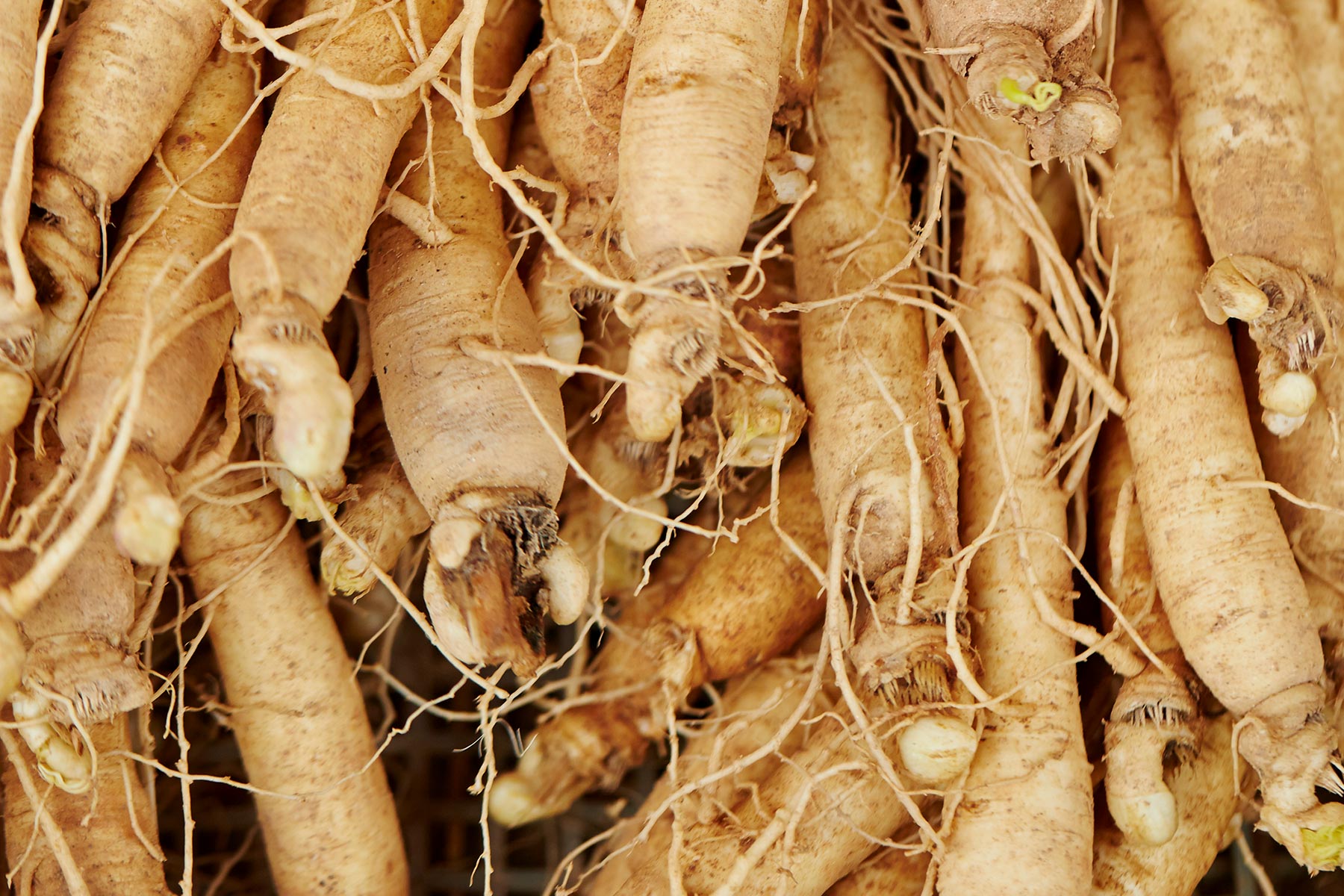 Ginseng plant in iowa