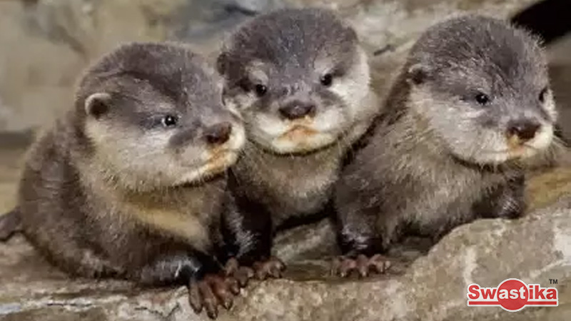Otter,Hewan Peliharaan yang populer zaman sekarang