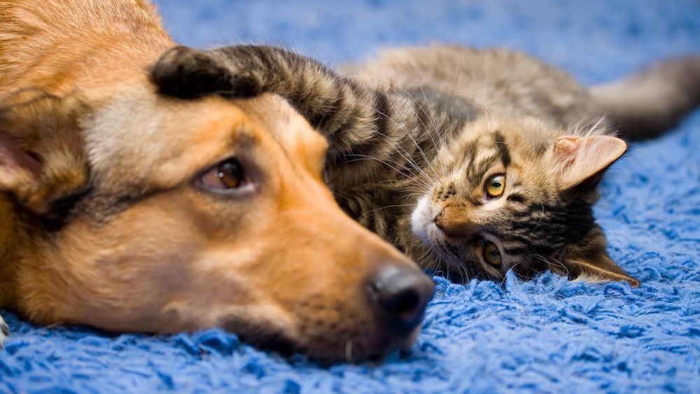 Anjing dan Kucing Ternyata Bisa Donor Darah Lho, Gimana Caranya